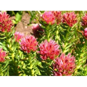 How much do you know about the efficacy of Rhodiola rosea?