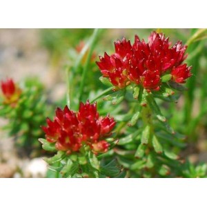 How to choose high quality rhodiola rosea