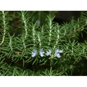 How to use rosemary extract, what are the specific effects