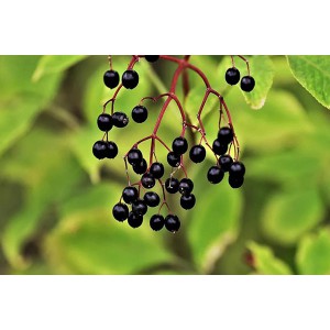 Why this year's hottest children's nutrition products have added elderberries?