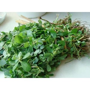 Learn an herbal every day - bacopa monnieri