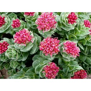 What are the benefits of Rhodiola Rosea in skin care?