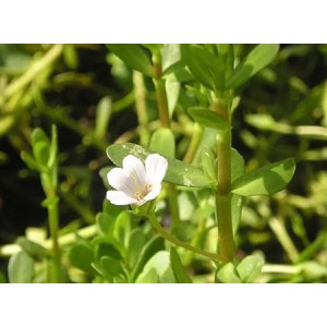 Get these remarkable health benefits from Bacopa monnieri extract
