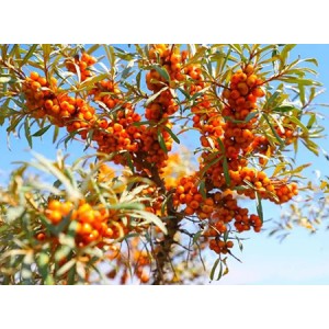 As a common plant, why seabuckthorn extract is so popular?
