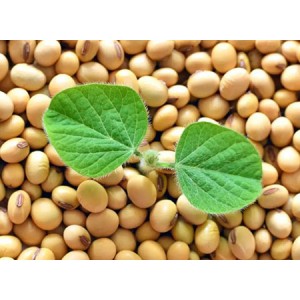 Soybean Extract - Soybean Lecithin