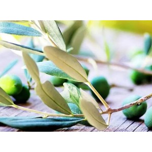 Olive leaf extract oleuropein