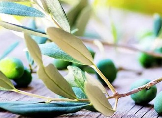 What are the effects of popular olive leaf extract?