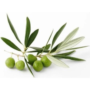 Olive Fruit Extract - Hydroxytyrosol