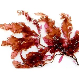 Red seaweed powder