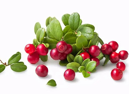 bearberry leaf extract - arbutin