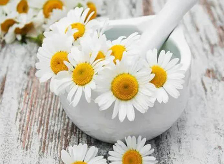 the applications of chamomile extract